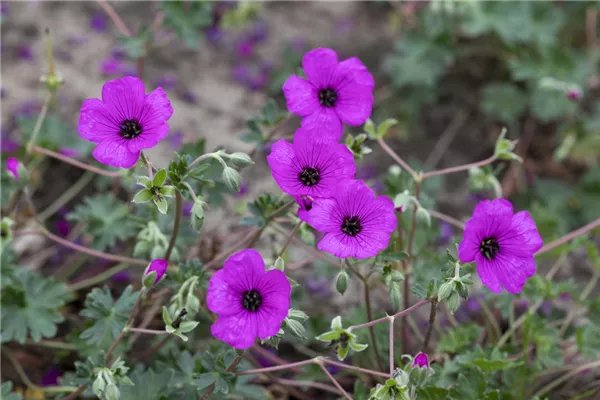 Aschgrauer Garten-Storchschnabel 'Giuseppii'