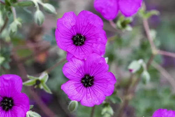 Aschgrauer Garten-Storchschnabel 'Purpureum'