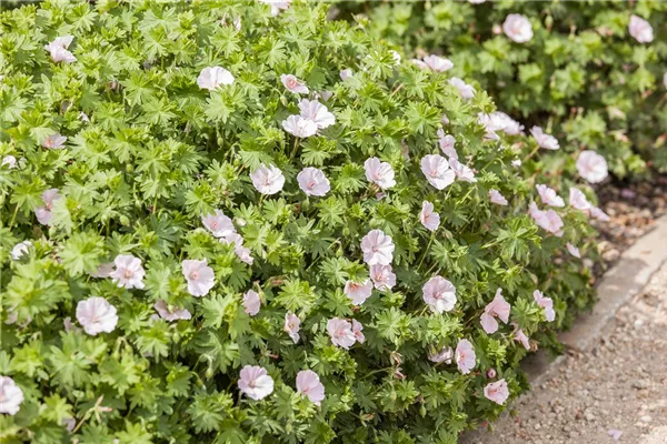 Gestreifter Garten-Storchschnabel 'Apfelblüte'
