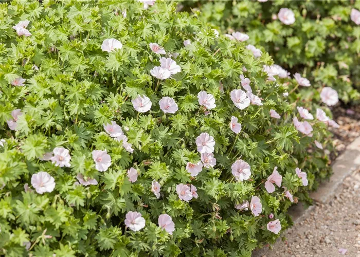 Geranium sanguineum var. striatum 'Apfelblüte'