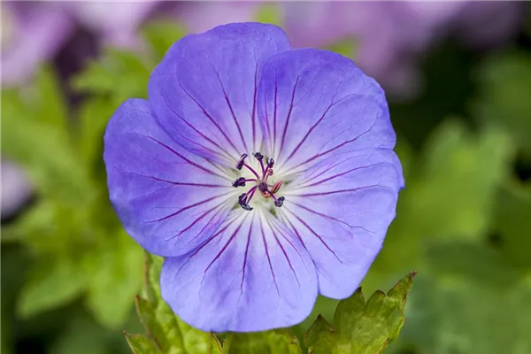 Storchschnabel 'Azure Rush'®