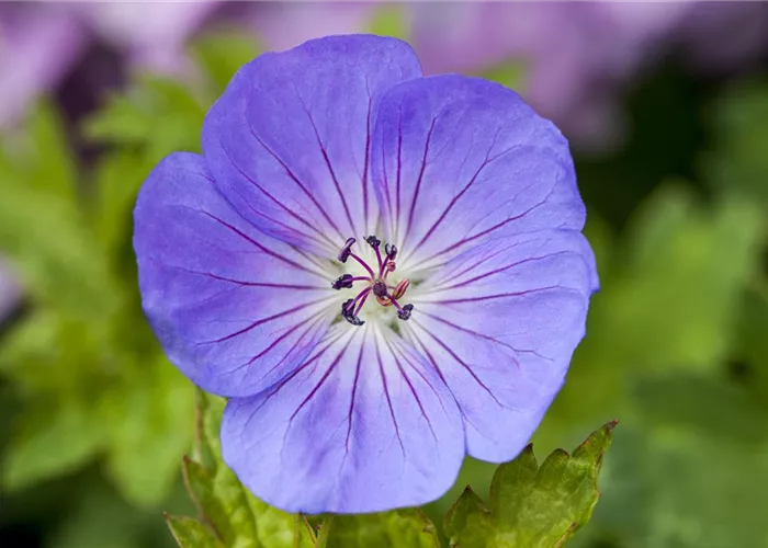 Geranium wallichianum 'Azure Rush' -R-