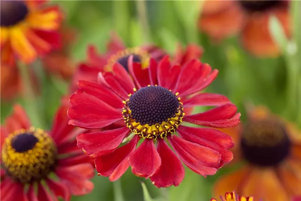 Garten-Sonnenbraut 'Kupferzwerg'