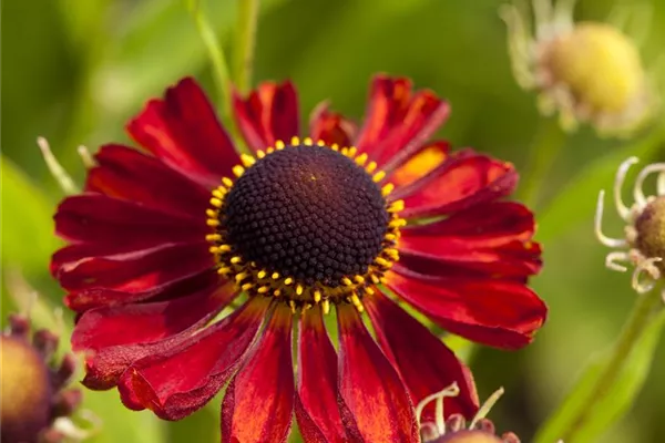 Garten-Sonnenbraut 'Rubinzwerg'