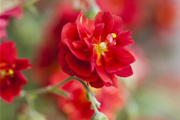 Garten-Sonnenröschen 'Rubin'