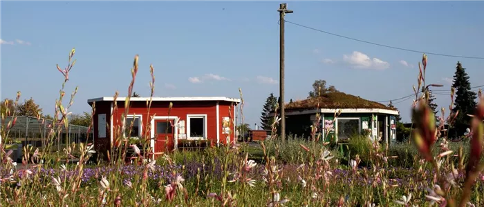 Blick auf Pavis, Gaura im Vordergrund.jpg