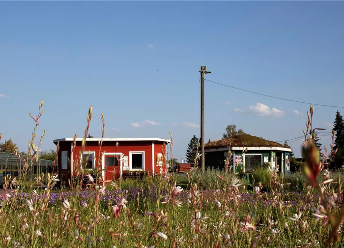 Blick auf Pavis, Gaura im Vordergrund.jpg