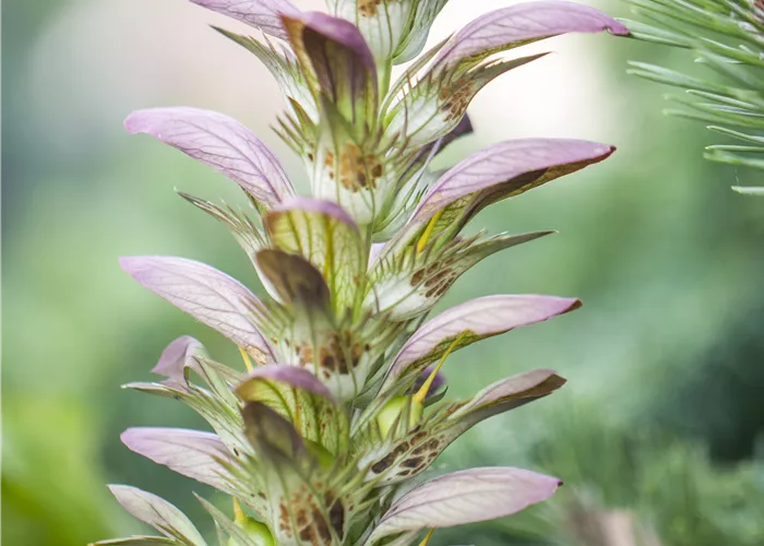 Acanthus hungaricus