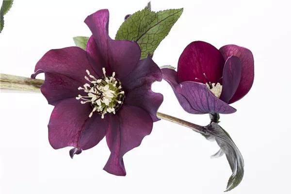 Orientalische Nieswurz 'Pretty Ellen Purple'