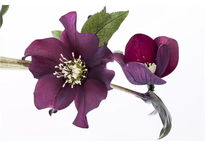 Helleborus x orientalis 'Pretty Ellen Purple'