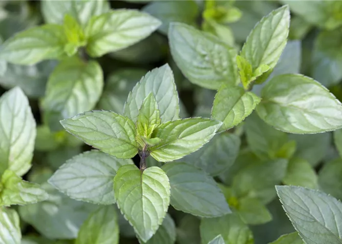 Die Schoko-Minze: Schokolade für den Garten