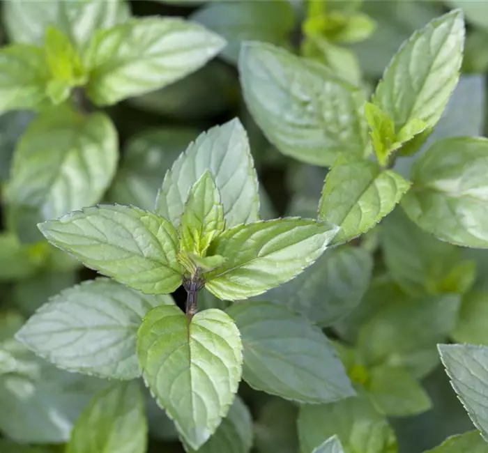 Die Schoko-Minze: Schokolade für den Garten