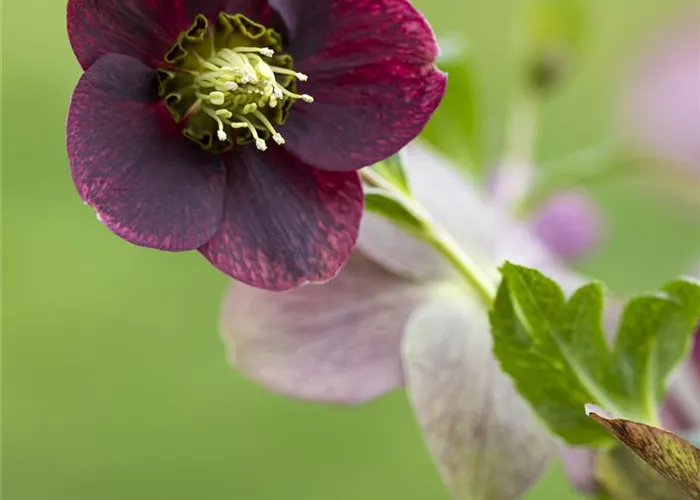 Helleborus x orientalis 'Pretty Ellen Red'