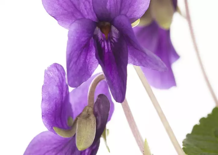 Viola odorata 'Königin Charlotte'