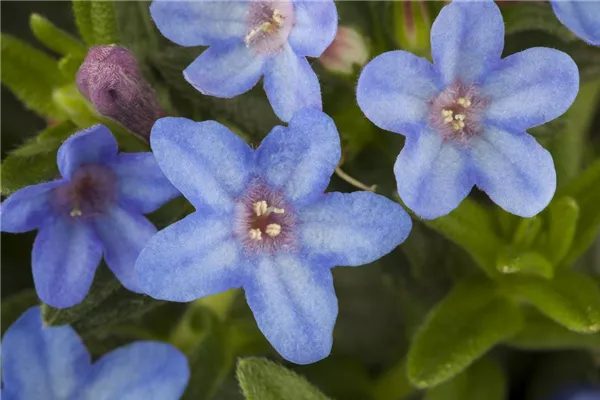 Garten-Scheinsteinsame 'Heavenly Blue'