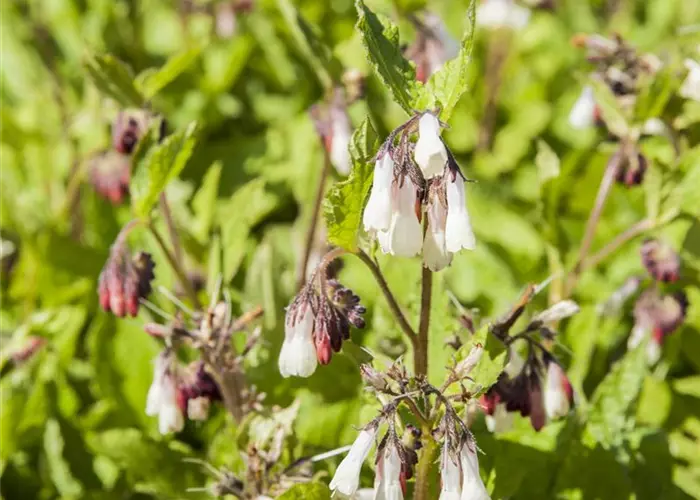 Symphytum grandiflorum