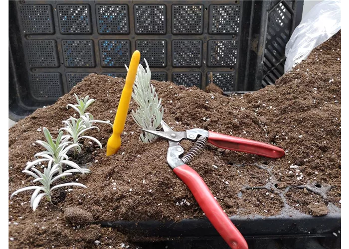 Aussaat- und Stecklingserde 10 l