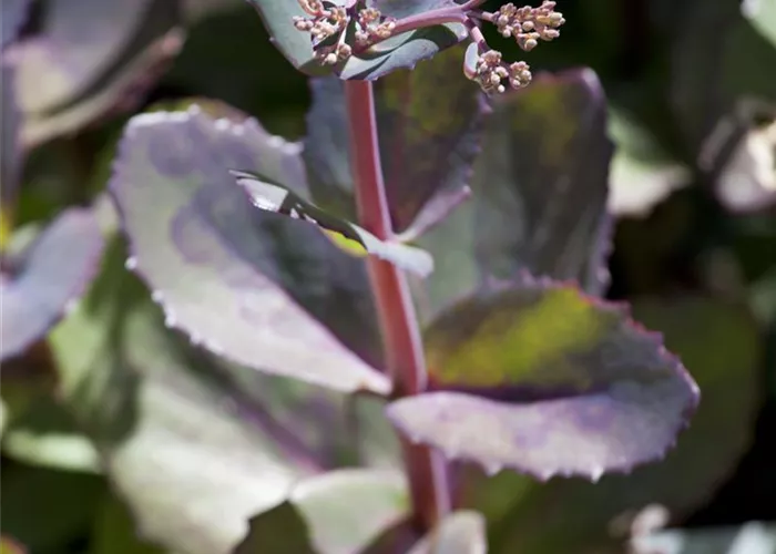 Sedum telephium 'Matrona'