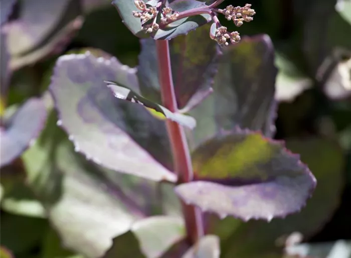 Großes Garten-Fettblatt