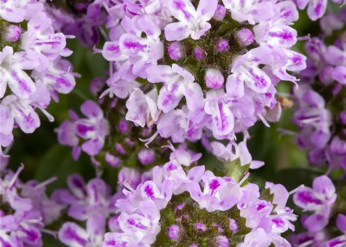 Satureja montana ssp.montana