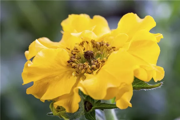 Garten-Nelkenwurz 'Lady Stratheden'