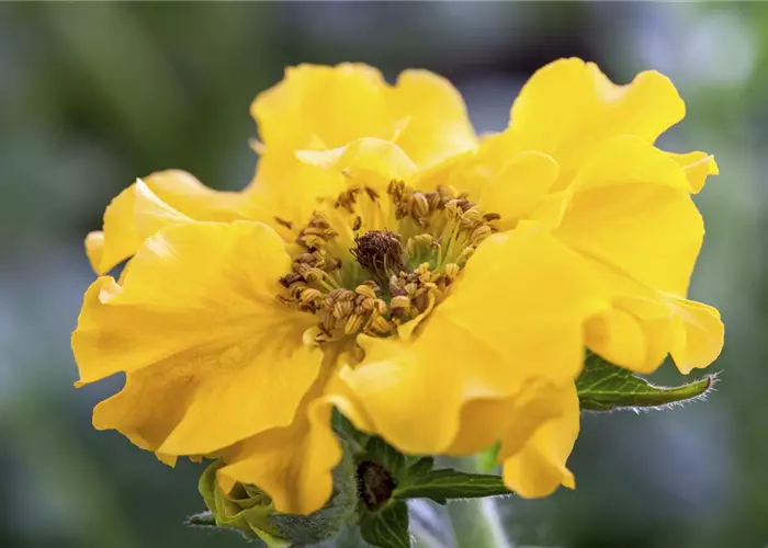 Geum chiloense 'Lady Stratheden'