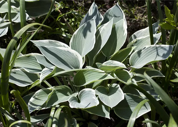 Hosta x cult.'El Nino'