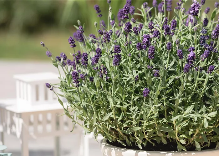 Lavandula angustifolia 'Dwarf Blue' #