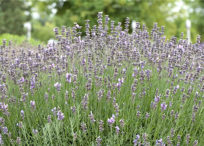 Lavandula angustifolia 'Middachten' #