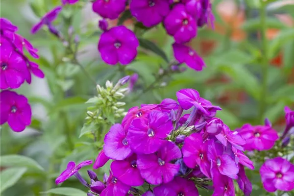 Hohe Garten-Flammenblume 'Purple Flame'®