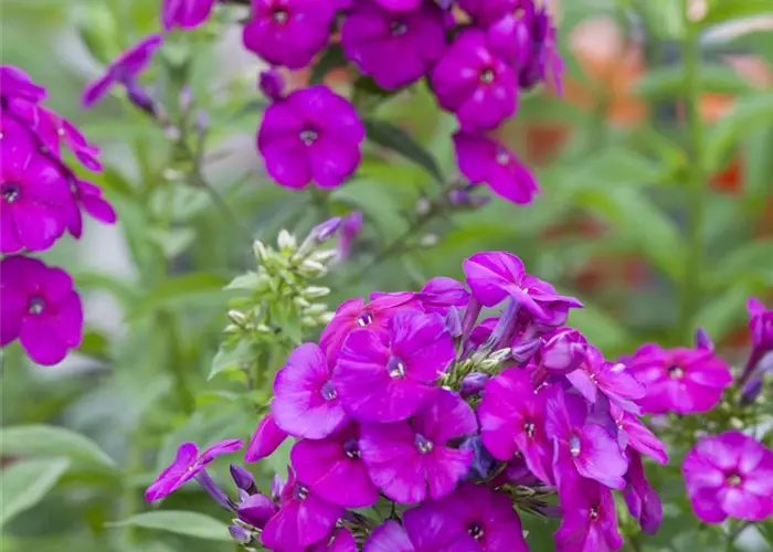 Phlox pan.Flame-Ser.'Purple Flame' -R-
