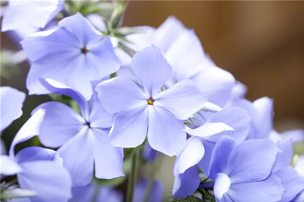 Wald-Phlox 'Blue Moon'