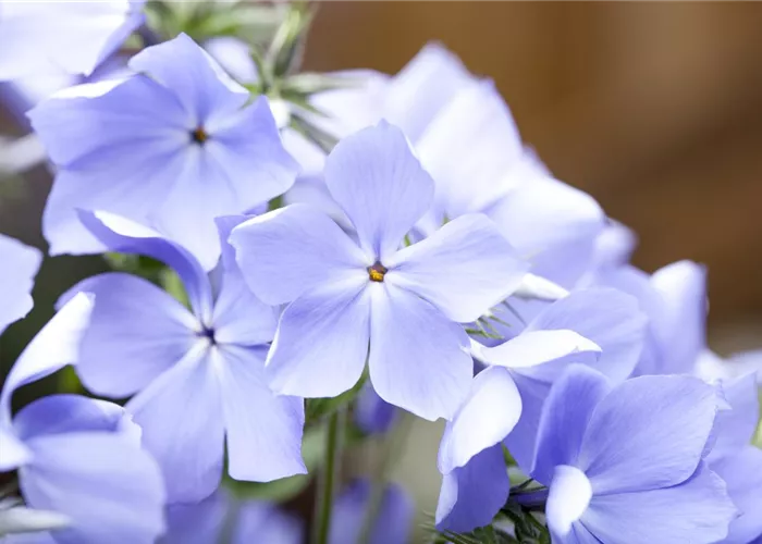 Phlox divaricata 'Blue Moon'