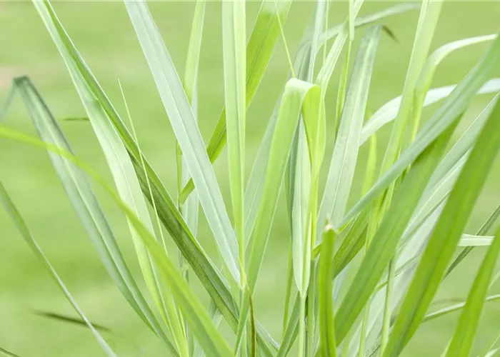 Panicum virgatum 'Rotstrahlbusch' ('Hänse Herms)