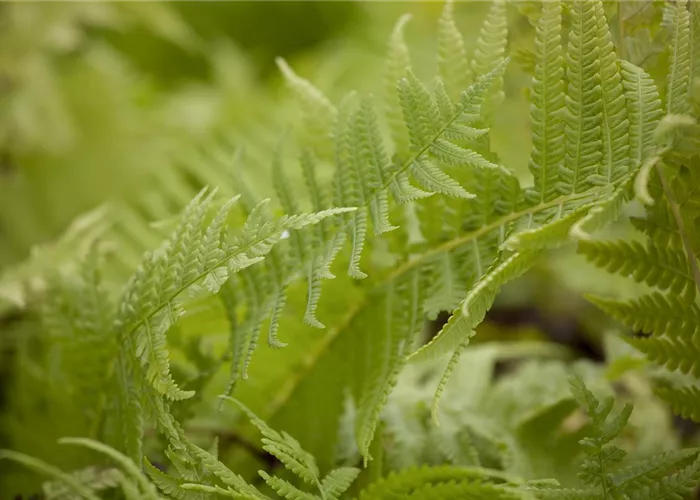 Matteuccia struthiopteris