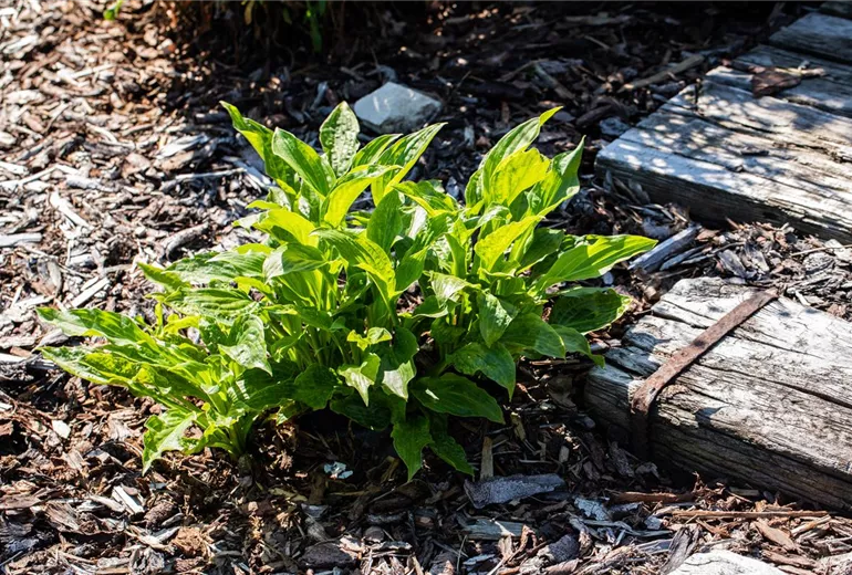 Hosta