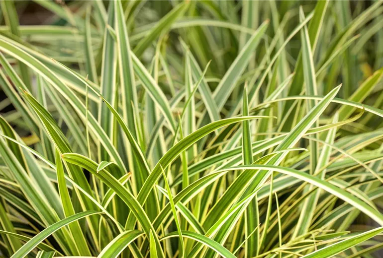 Carex morrowii ssp. foliosissima 'Icedance'