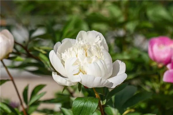 Garten-Pfingstrose