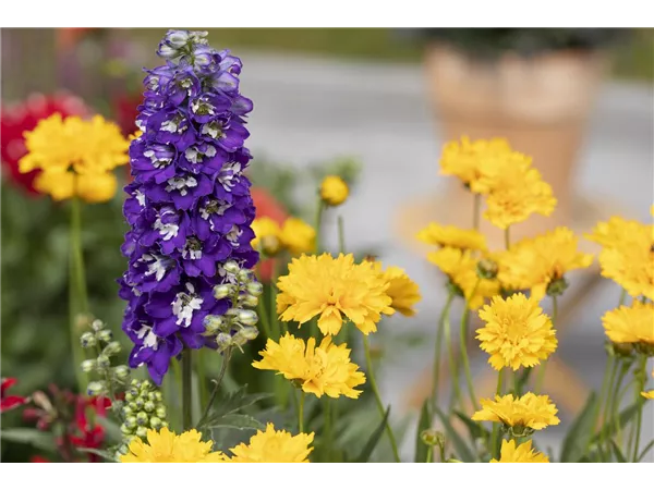 Gärtner/in, Fachrichtung Staudengärtnerei