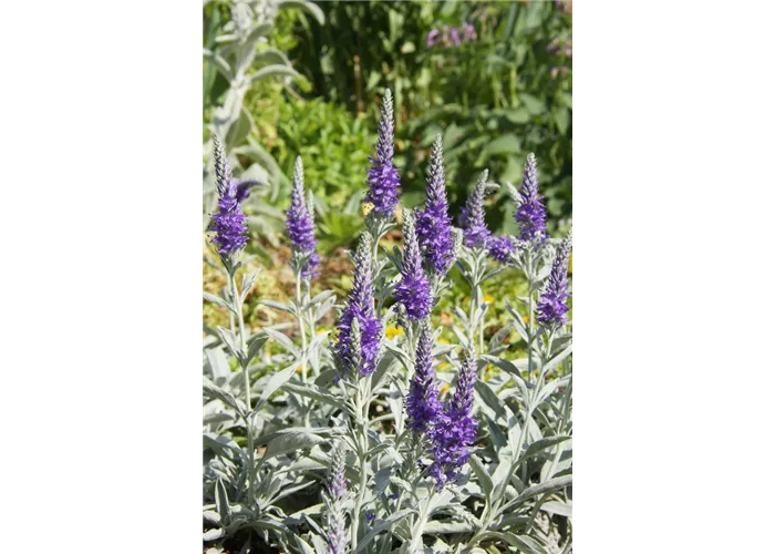 Veronica spicata ssp. incana 'Silbersee', gen.