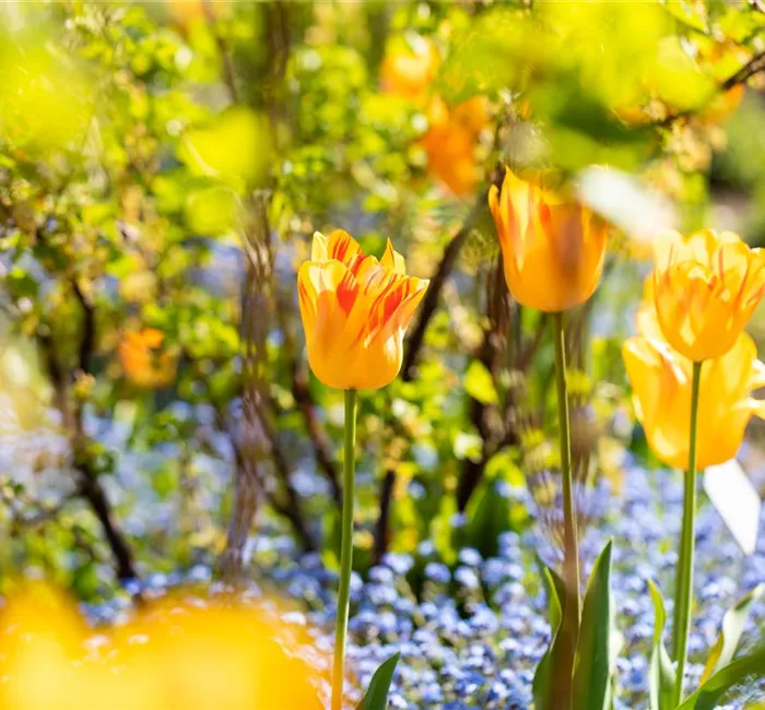 Gartenarbeit im Frühjahr für ein strahlendes Gartenjahr