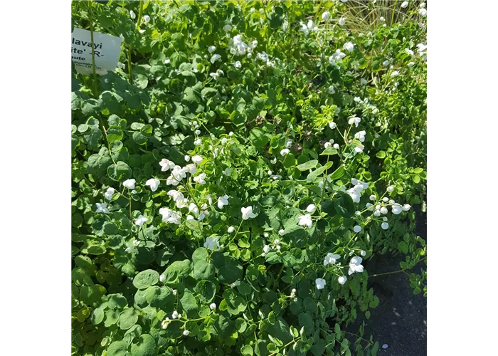 Thalictrum delavayi 'Splendide White' -R-