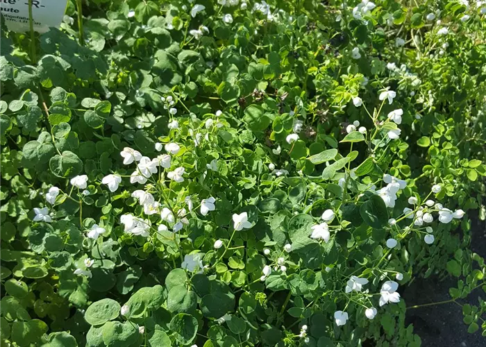 Thalictrum delavayi 'Splendide White' -R-