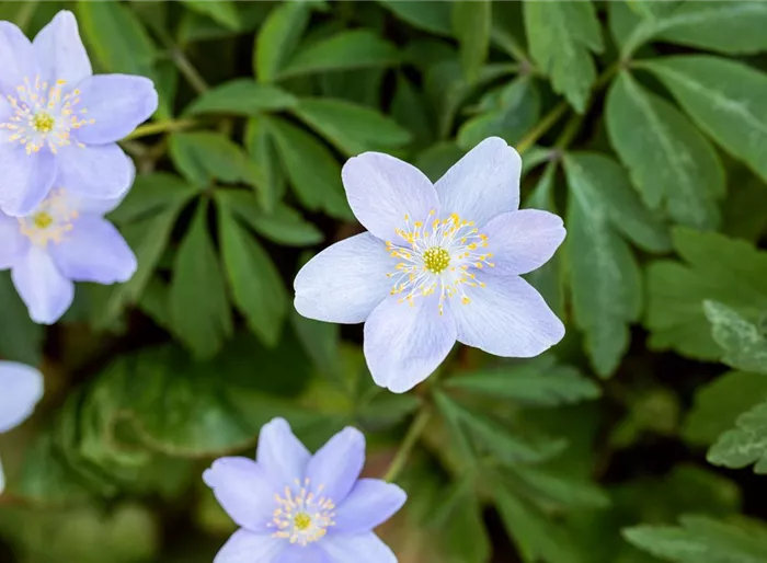 Busch-Windröschen 'Royal Blue'  Busch-Windröschen 'Royal Blue'