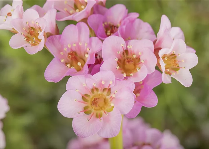 Bergenia cordifolia 'Biedermeier'