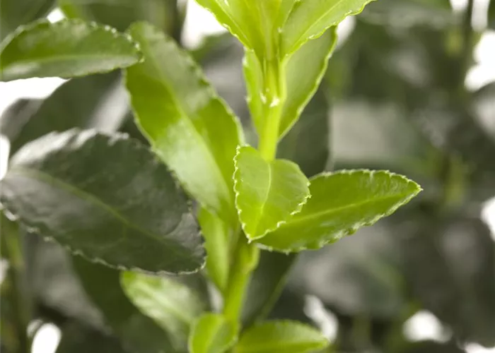 Euonymus fortunei 'Dart's Blanket'