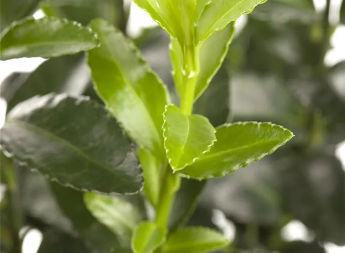 Kriechspindel 'Dart's Blanket'