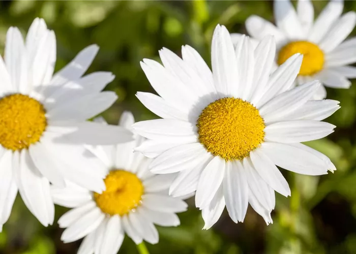 Leucanthemum vulgare