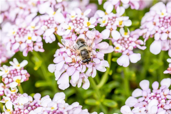 Immergrüne Schleifenblume 'Pink Ice®'