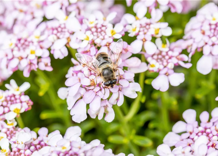 Iberis sempervirens 'Pink Ice' -R-